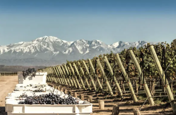 Vineyard Investment Tours