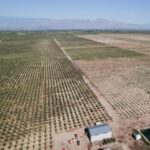 pistachio plantations in Argentina
