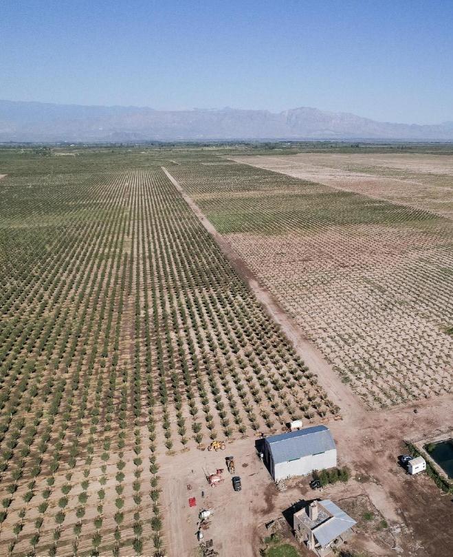 pistachio plantations in Argentina