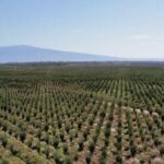 pistachio plantations